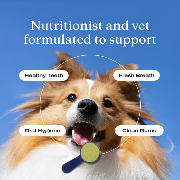 ProBright® Advanced dog dental powder